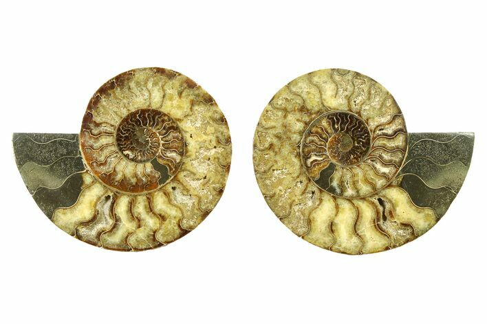 Cut & Polished, Agatized Ammonite Fossil - Madagascar #296660